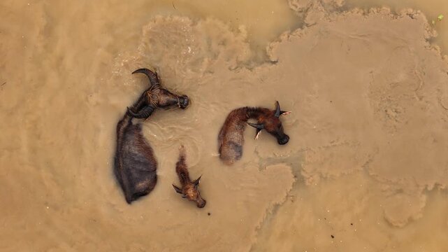 Aerial view of a water buffalo herd in a muddy river in rural in ninh binh, Vietnam