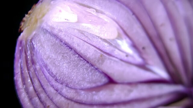 Abstract Organic Texture: Longitudinal section of red onion (Allium cepa): structure of the bulb. Extreme macro rotating 360 degrees against a solid black studio background.