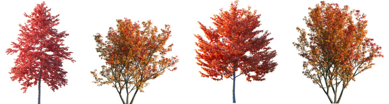Set of autumn Nyssa sinensis (Chinese tupelo) and  Butterfly Japanese Maple (Acer palmatum Butterfly) frontal street trees isolated png in sunny daylight on a transparent background perfectly cutout