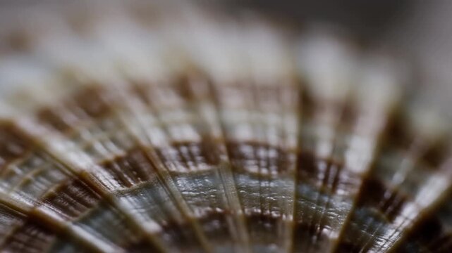 Marine Shell Art. Intricate Shell Ridges In Macro Focus Evoke Marine Research And Tranquil Coastal Scenery