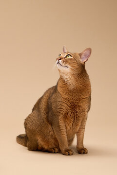 Abyssinian cat poses straight up on beige. Calm and confident posture highlights its elegant shape.