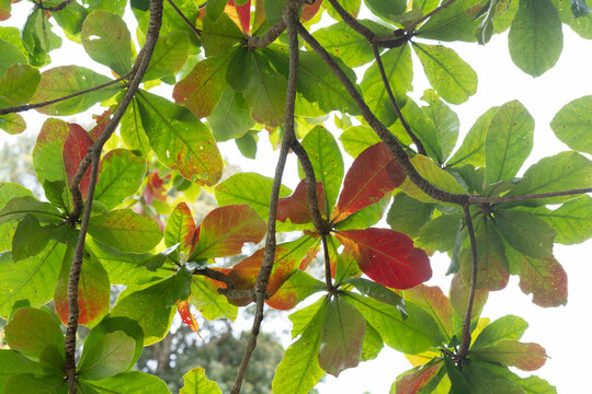 モモタマナの葉  Terminalia catappa