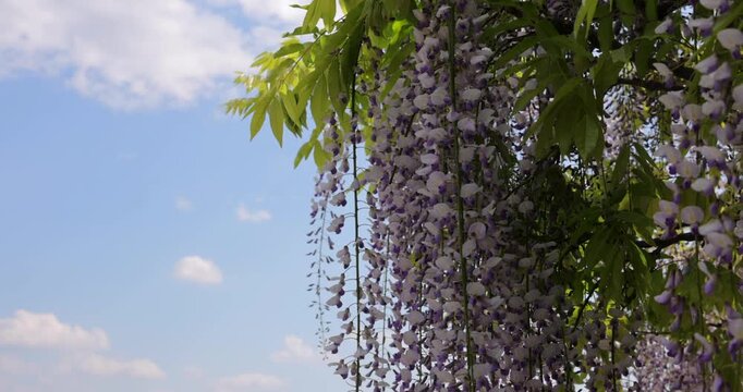 Wisteria racemes ripple in a gentle breeze with clouds moving across blue sky, steady shot uses a clean split frame with flowers and leaves on one side and open sky on the other for spring bloom mood