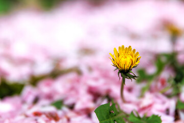Close up of a single yellow dandelion flower growing on a ground covered with pink cherry blossom petals, with soft bokeh and shallow depth of field. © Dina