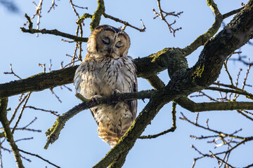 The Tawny owl in a natural surrounding.