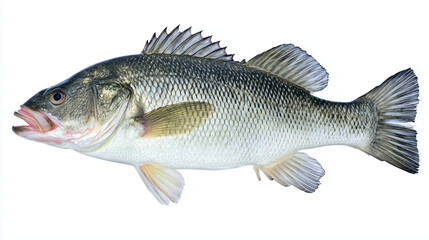 seabass. A fresh sea bass isolated on white, highlighting its texture and freshness in a simple composition. menu design.