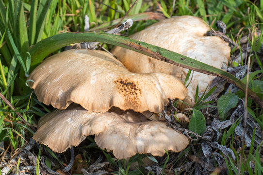 Pleurotus ferulae