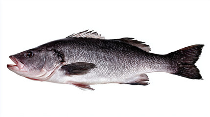 Fototapeta premium seabass. A fresh sea bass isolated on white, highlighting its texture and freshness in a simple composition. menu design.