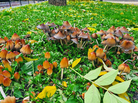 Coprinellus micaceus (Mica cap) fungi cluster growing on lawn with fallen leaves