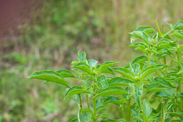 Obraz premium Fresh Basil Leaves, an Aromatic Spice for Cooking and Herbal Medicine