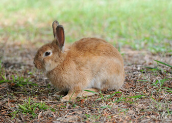 brownish-gray fur young rabbit hiding in the park © pavlobaliukh