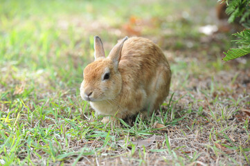 A young rabbit with brown-gray fur sits at nature environment © pavlobaliukh