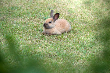 brownish-gray young rabbit on the green grass © pavlobaliukh