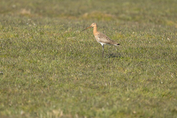 Fototapeta premium The Black Tailed Godwit the National bird of the Netherlands