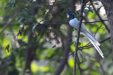 Male Indian Paradise Flycatcher with long white tail streamers and blue chest perched on a tree branch in a forest with blurred background.