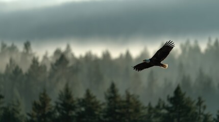 Fototapeta premium Un aigle majestueux plane au-dessus d'une forêt brumeuse sous un ciel