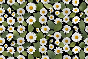 A field of daisies with green leaves on a black background © AuraBloom