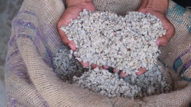 Farmer Hands Holding Raw Cotton Seeds in Jute Bag