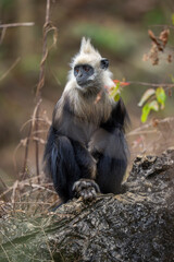 Obraz premium White-headed langur portrait