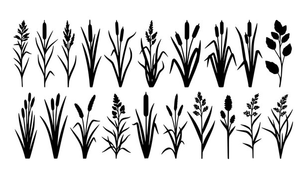 Black grass and cattail plant silhouettes vector set for nature and landscape design
