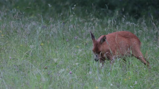 Jeune Chevreuil femelle (Chevrette) se nourrissant des herbes de la prairie au printemps - Vercors - Is&egrave;re