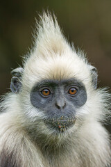 Fototapeta premium White-headed langur close up portrait