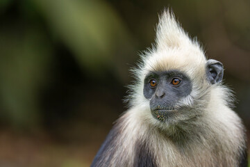 Naklejka premium White-headed langur close up portrait