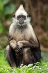 Naklejka premium White-headed langur portrait