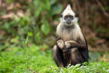 Obraz premium White-headed langur portrait