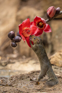 Northern Tree shrew on flower of Red Silk-cotton tree