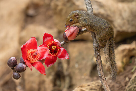 Northern Tree shrew on flower of Red Silk-cotton tree
