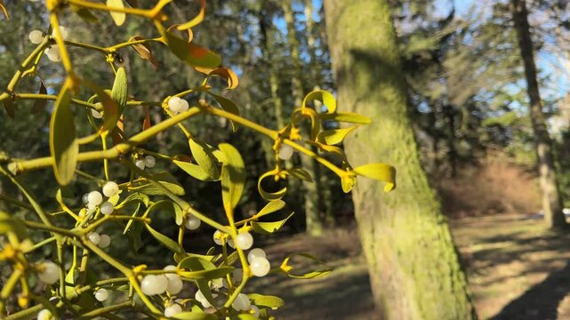 Viscum album mistletoe hemi-parasitic evergreen woody shrub with white berries  that grows on trees.