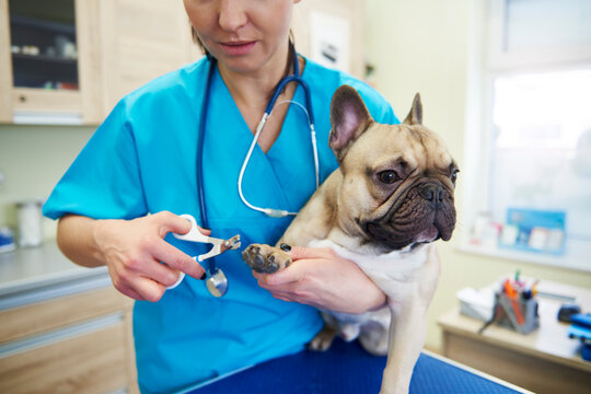 Female veterinarian cutting dog's nails in veterinary surgery