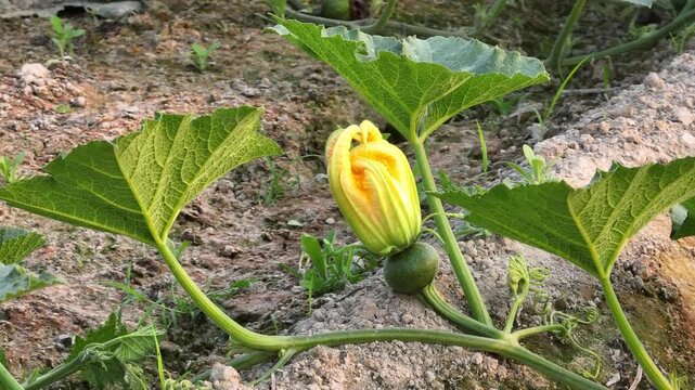 Close up of bottle gourd flower blooming on plant in vegetable farm agriculture concept 4K