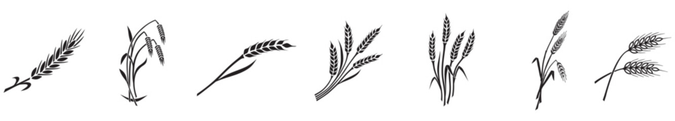 aehre100326b © Fiedels