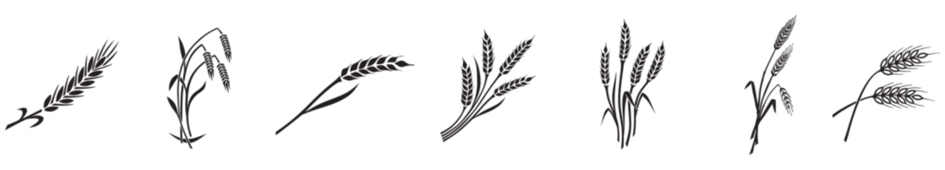 aehre100326b © Fiedels