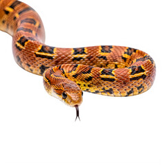 Obraz premium Isolated Close-up of a colorful venomous snakeon a transparent PNG background