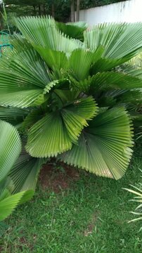 Licuala grandis or Cabbage palm or Fan palm, its leaves swaying in the breeze in the garden. Natural background