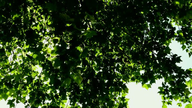 新緑のマロニエと空の雲