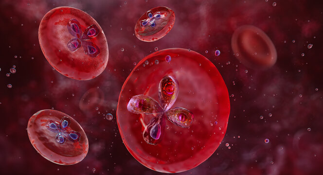 Babesia microti trophozoites: Intraerythrocytic protozoan parasites forming tetrad structures (Maltese cross) within red blood cells. Babesiosis infection, blood parasites transmitted by Ixodes ticks