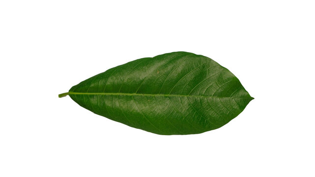 Top view of lanceolate green leaf with prominent veins isolated on white background. Tropical foliage concept. Copy space for text. For graphic design, 3D rendering and banners