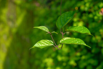 Close up of a climbing plant vine with a bokeh background. Spring concept. For graphic design, 3D rendering and banners