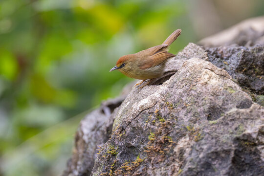 Pin-striped tit-babbler