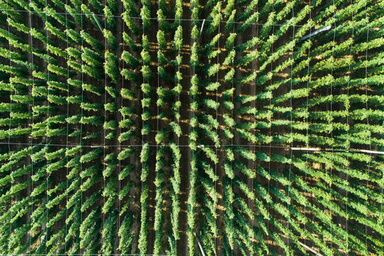 Germany, Bavaria, hop field, aerial view