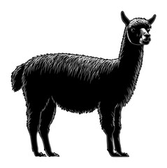 Fototapeta premium PNG Simple alpaca linear illustration silhouette graphic.
