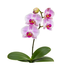 Obraz premium A beautiful pink orchid plant on transparent background
