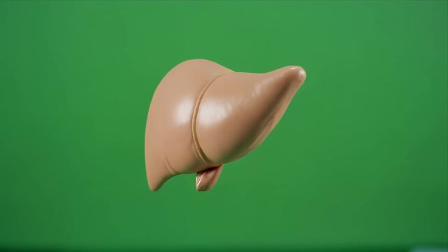 Rotating 3D Human Liver Anatomy on Green Background.