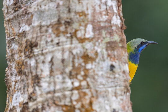 Orange-bellied leafbird male