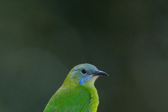 Orange-bellied leafbird femail close up