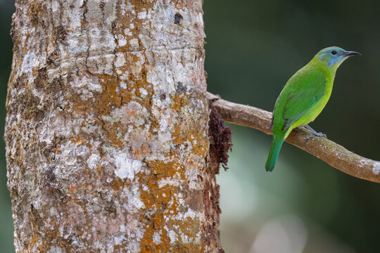 Orange-bellied leafbird female on a tree branch